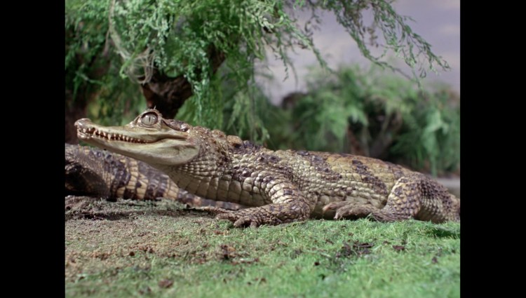 attackofthealligators01126