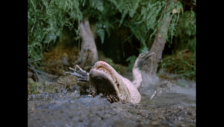 attackofthealligators01473