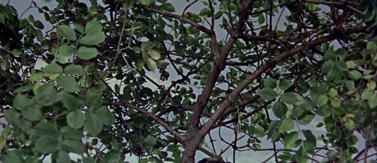 Thunderbird604663.jpg